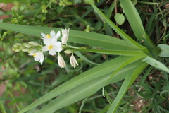 Chlorophytum tuberosum